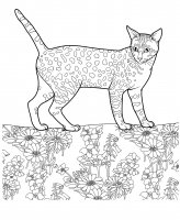 disegni/gatti/gatti_cats_ 25.jpg